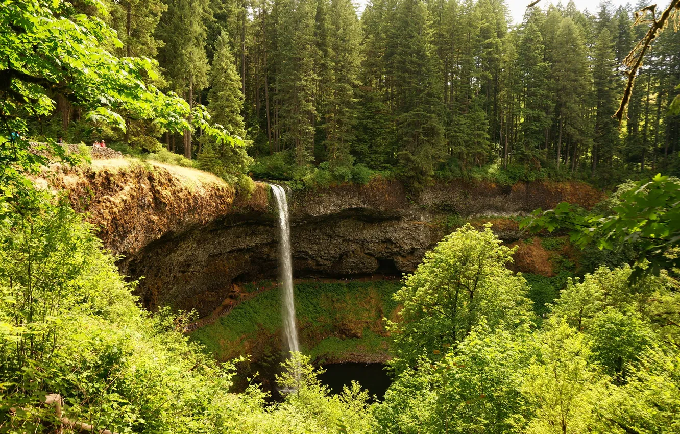 Photo wallpaper greens, forest, trees, Park, open, waterfall, USA, Sunny
