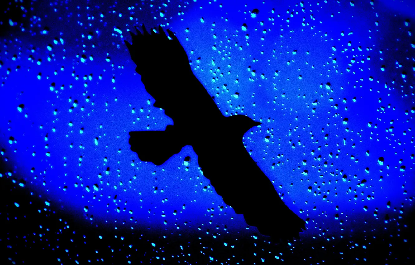 Photo wallpaper drops, rain, bird, blur, silhouette, steko