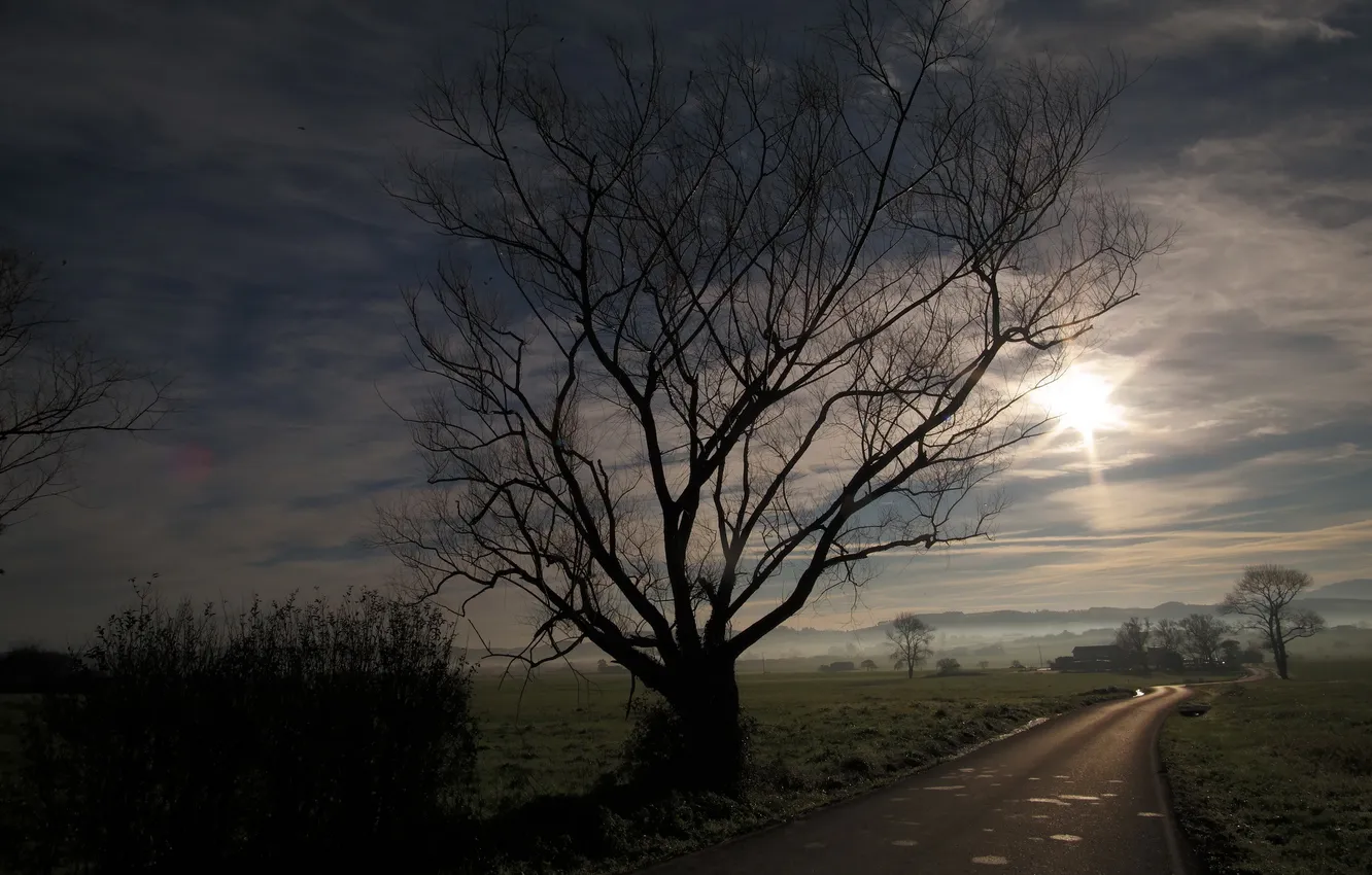 Photo wallpaper road, tree, morning