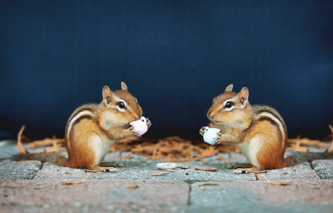 Photo wallpaper pose, tile, two, muzzle, the tea party, mug, Chipmunk, drink
