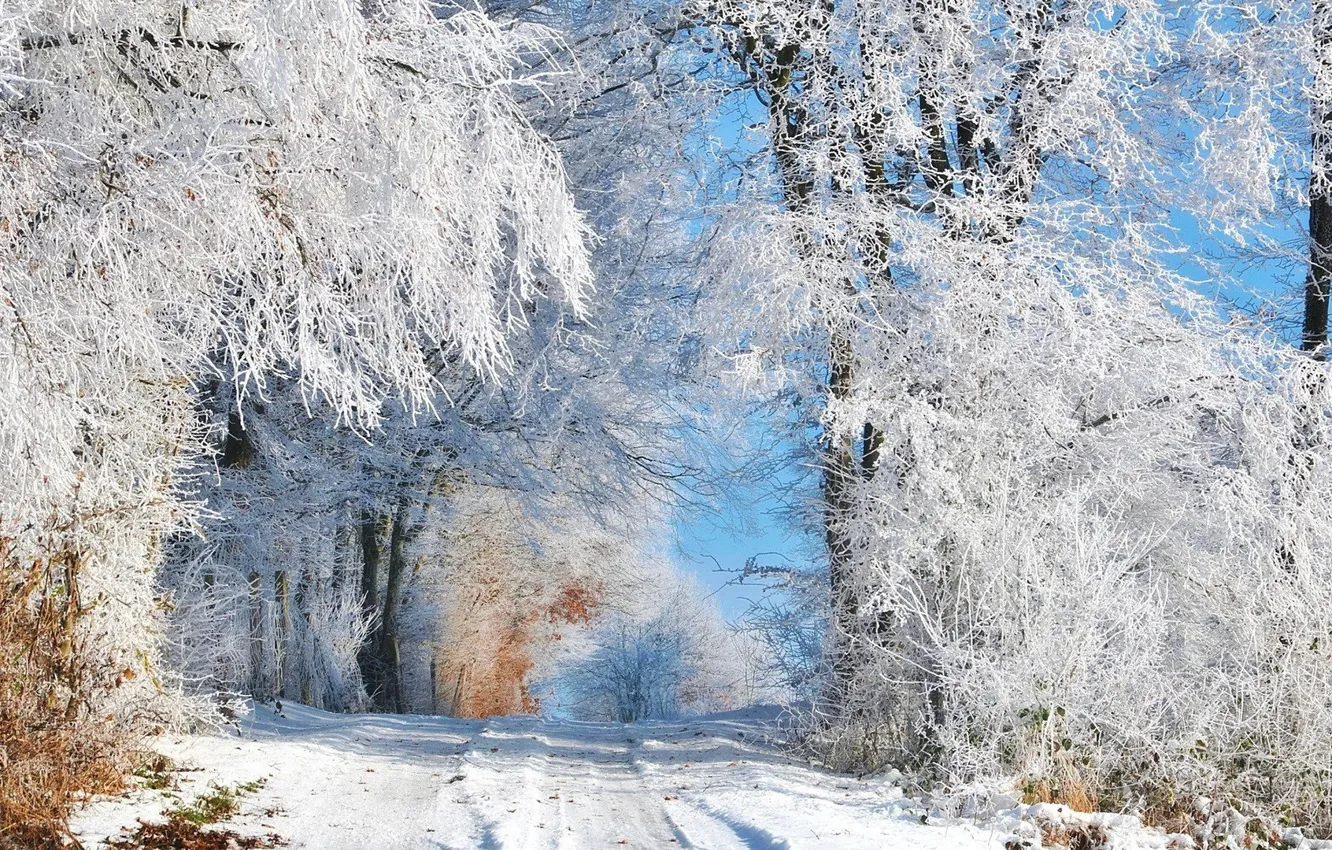 Photo wallpaper winter, road, forest, the sky, snow, trees