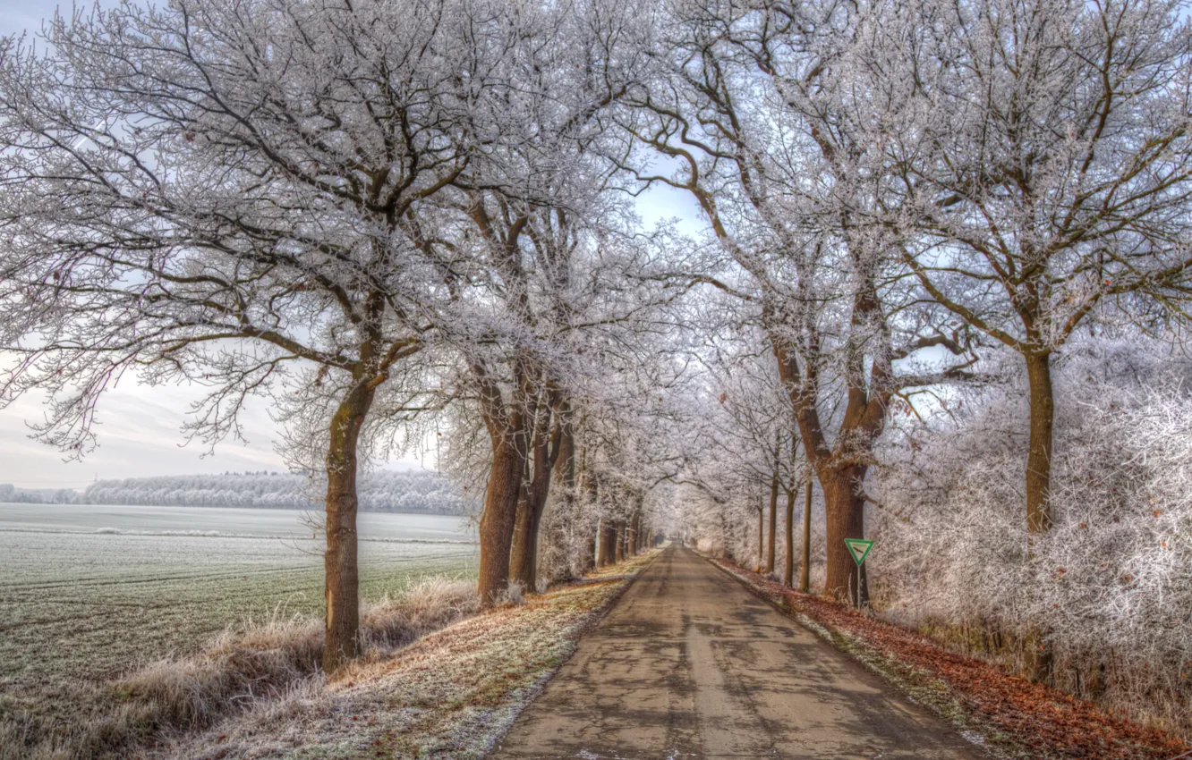 Photo wallpaper road, trees, nature