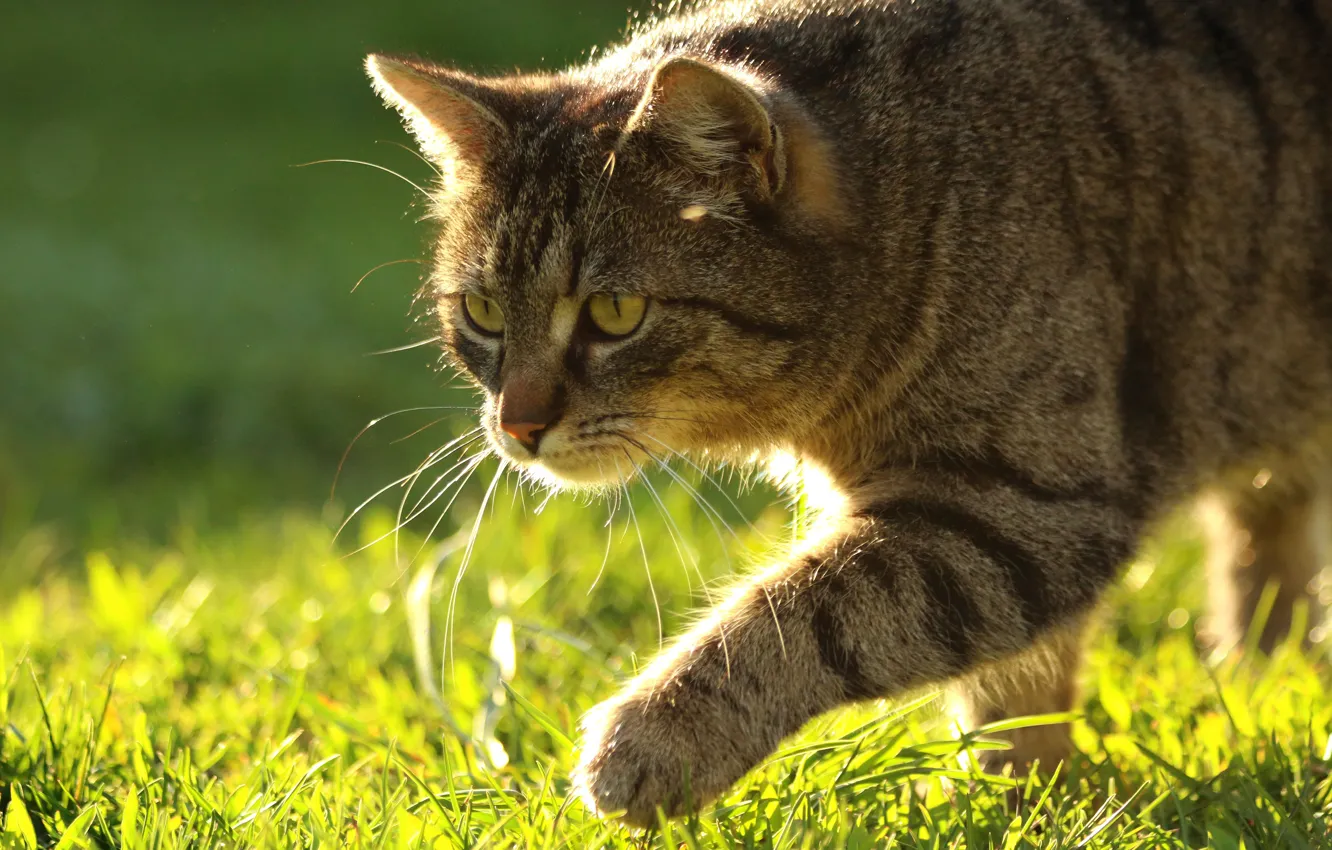 Photo wallpaper cat, summer, grass, cat, look, light, nature, pose