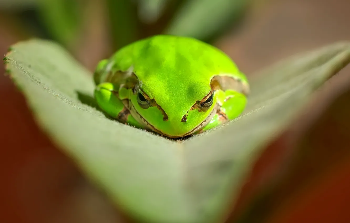Photo wallpaper green, leaf, frog