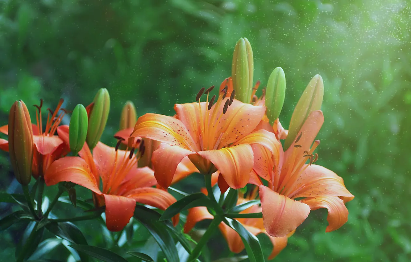Photo wallpaper flowers, Lily, buds, flowering
