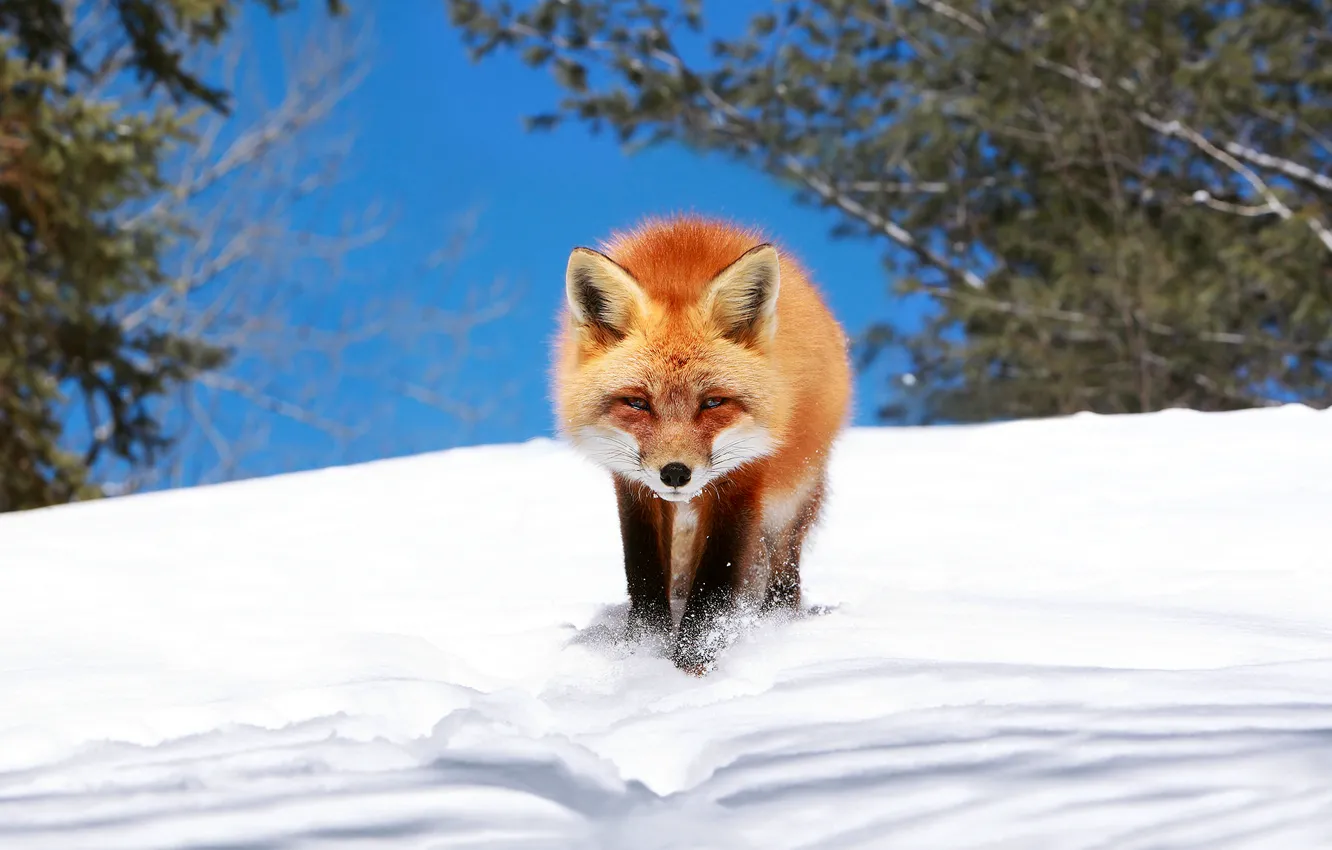Photo wallpaper winter, snow, Fox, Fox, crept