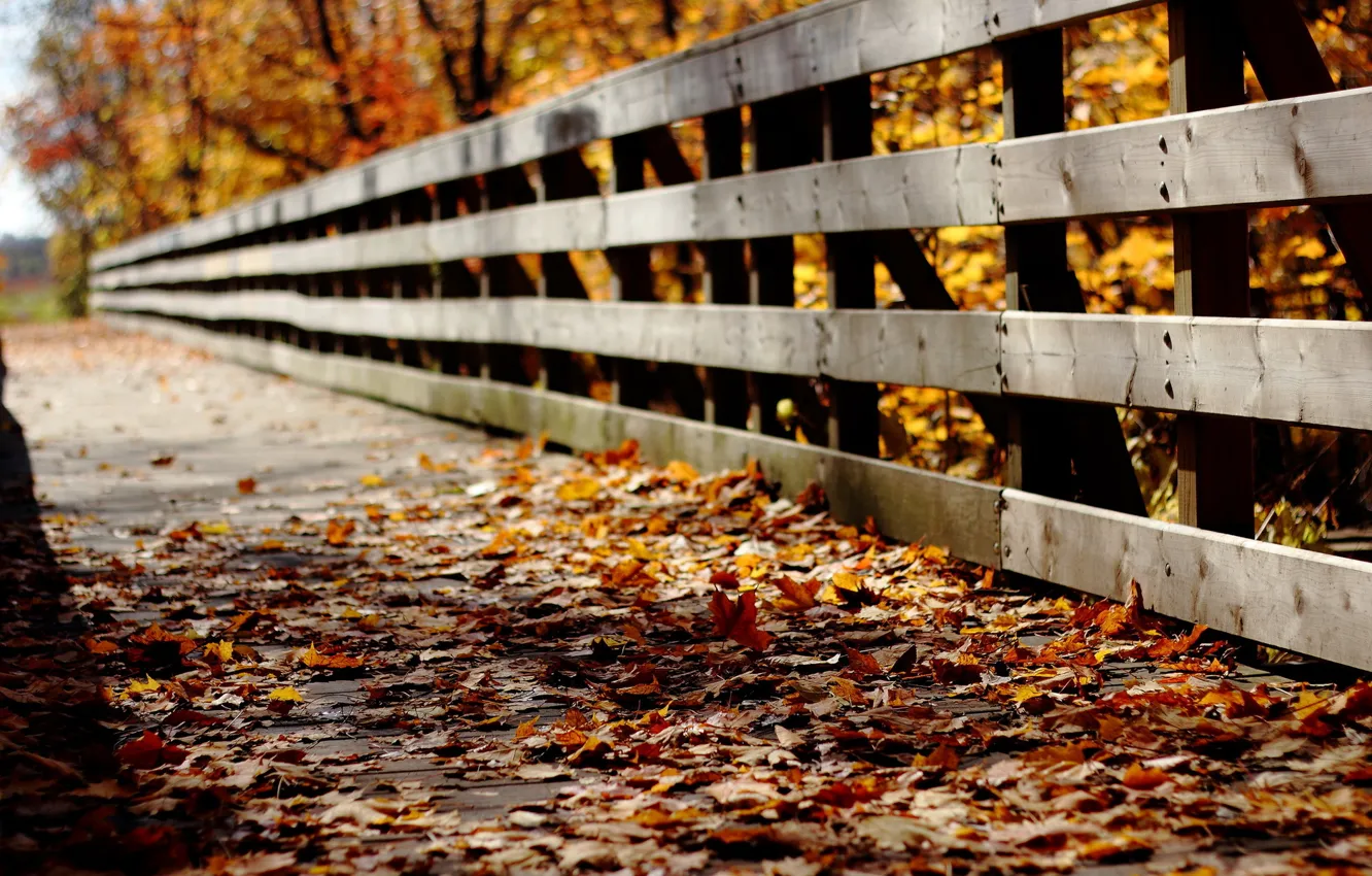 Photo wallpaper autumn, leaves, bridge, nature
