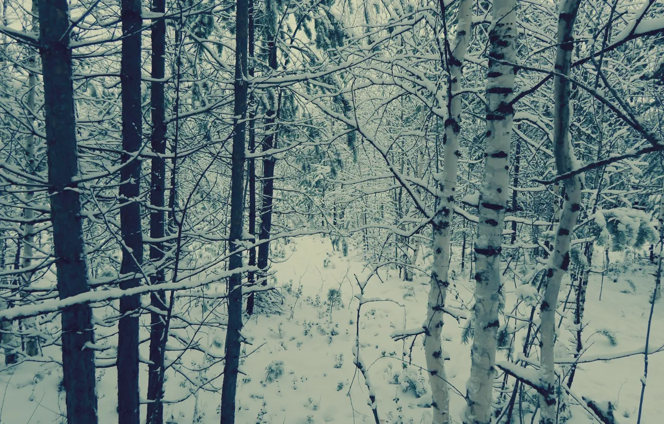 Photo wallpaper winter, autumn, snow, trees, love, landscape, snowflakes, nature