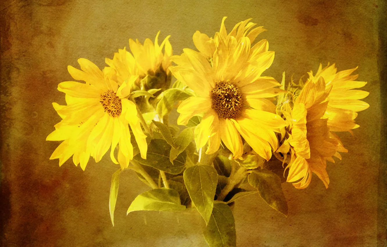 Photo wallpaper sunflowers, background, bouquet, decorative