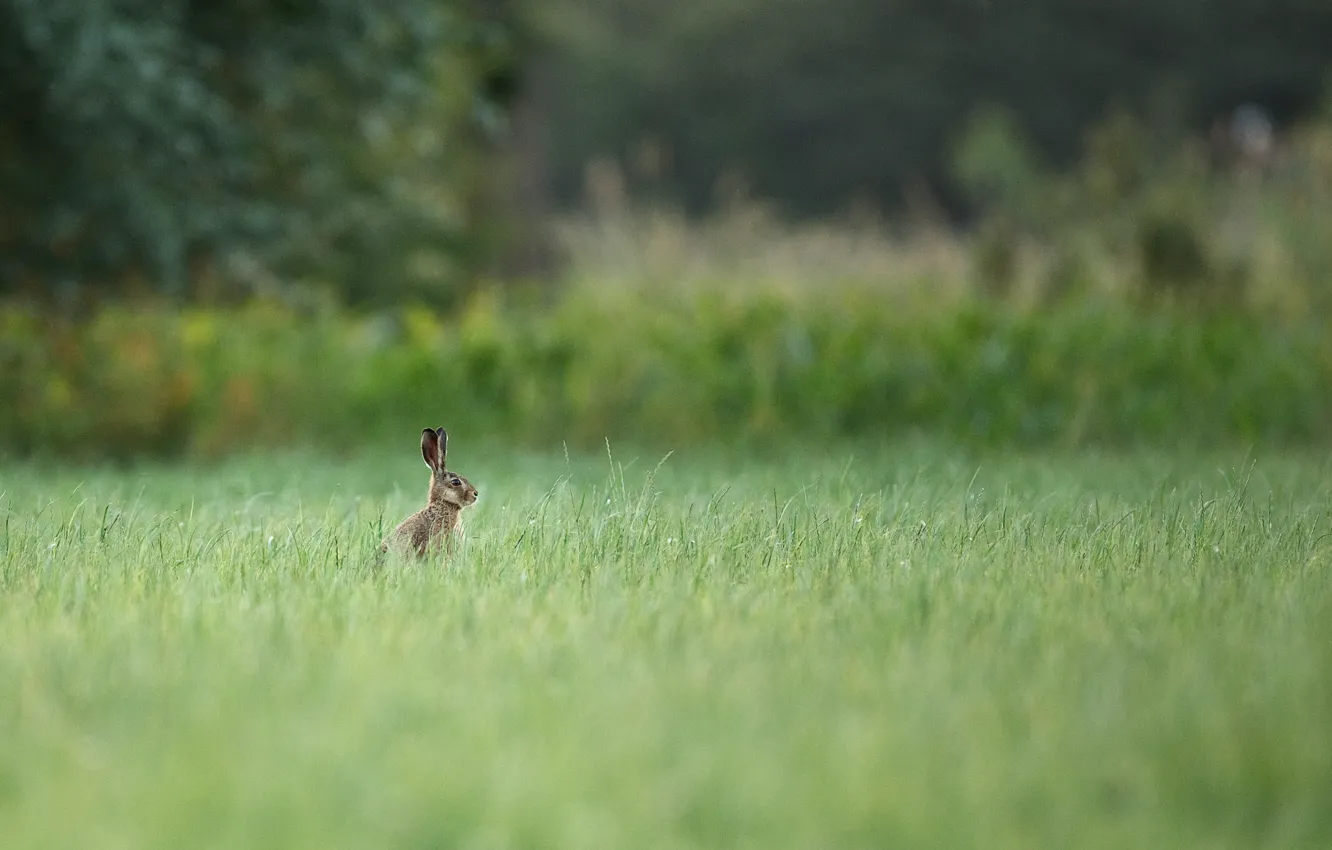 Photo wallpaper summer, grass, trees, nature, hare