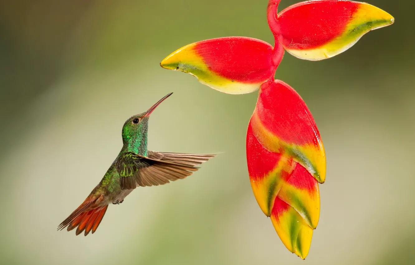 Photo wallpaper flight, flowers, tropics, bird, Hummingbird, baby
