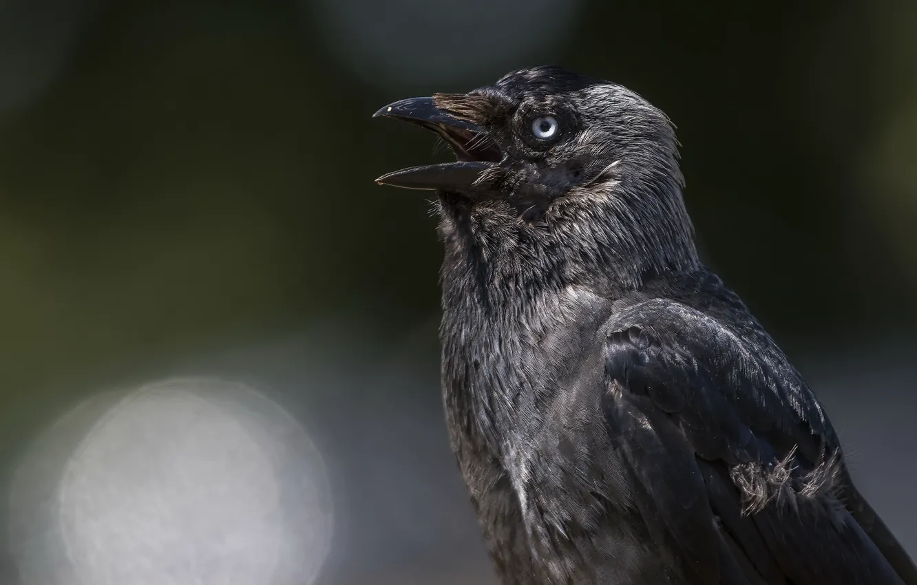 Photo wallpaper nature, bird, Raven