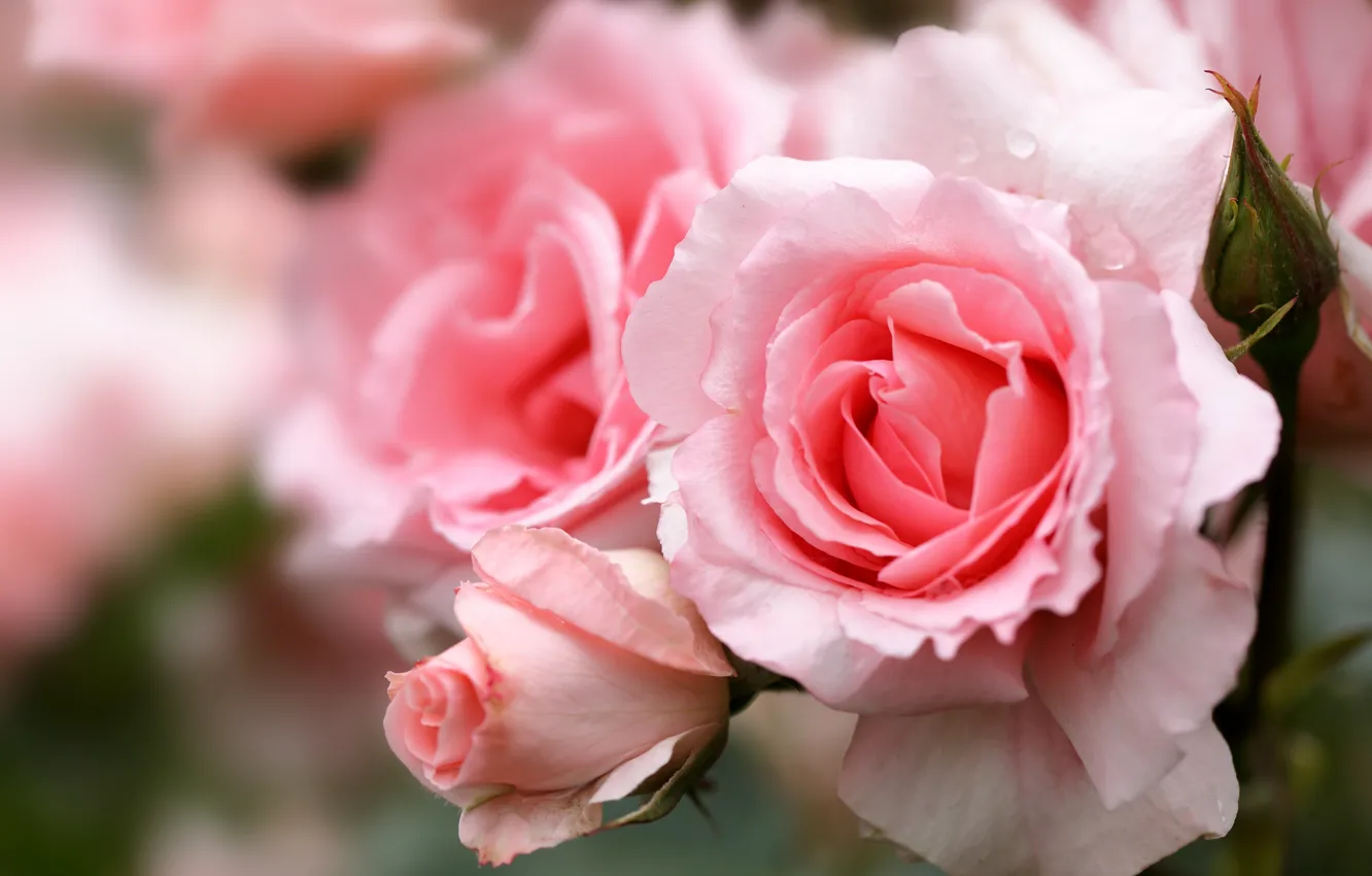 Photo wallpaper macro, roses, petals, buds, bokeh