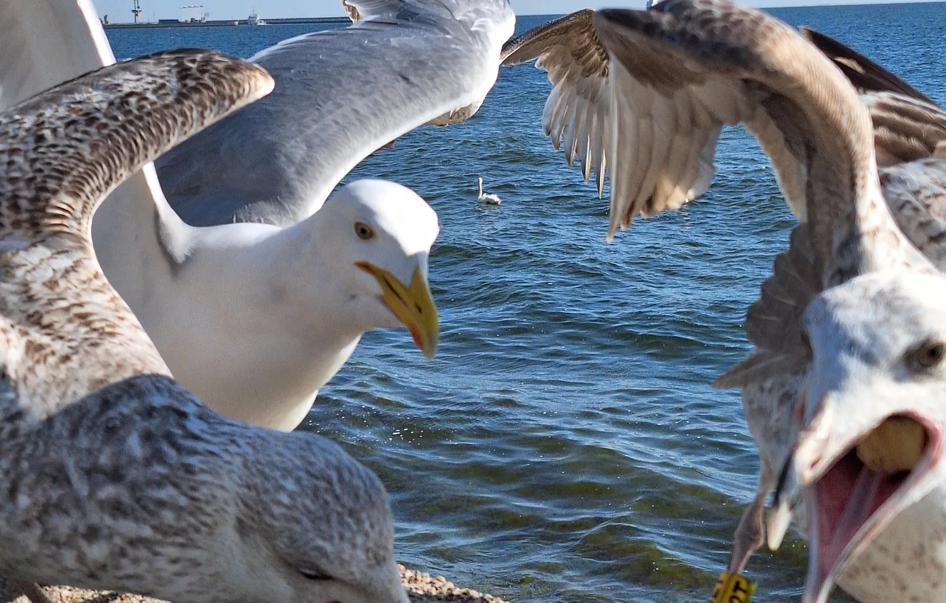 Photo wallpaper Seabirds, Currants, close-up