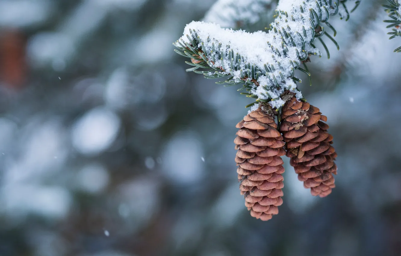 Photo wallpaper winter, snow, branches, nature, needles, Duo, bumps, bokeh