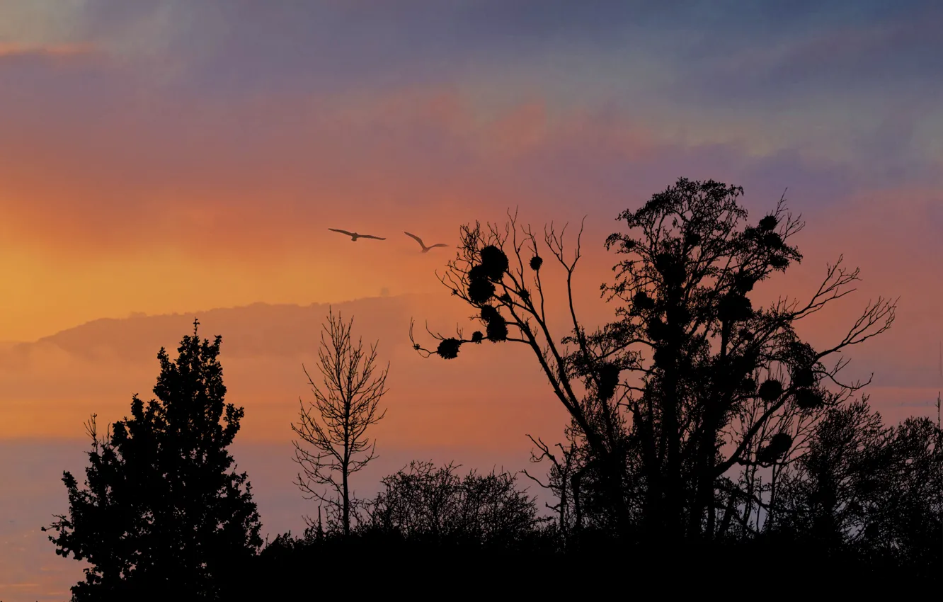 Photo wallpaper sky, sunset, Silhouette Of Trees