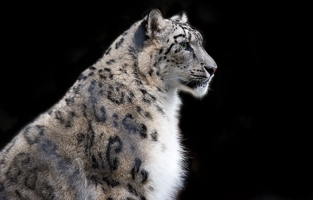 Photo wallpaper profile, IRBIS, snow leopard