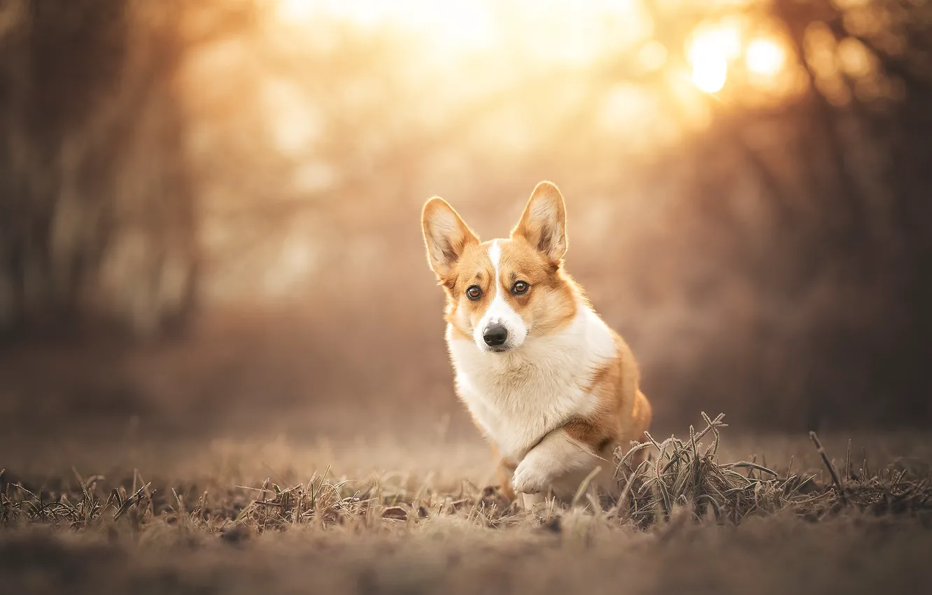 Photo wallpaper autumn, grass, look, the sun, light, branches, nature, pose
