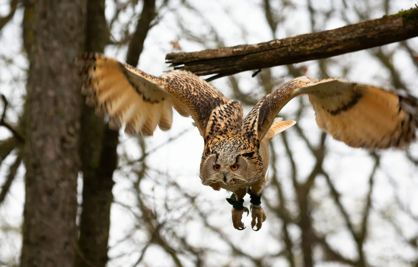 Photo wallpaper trees, flight, branches, owl, wingspan, owl.bird