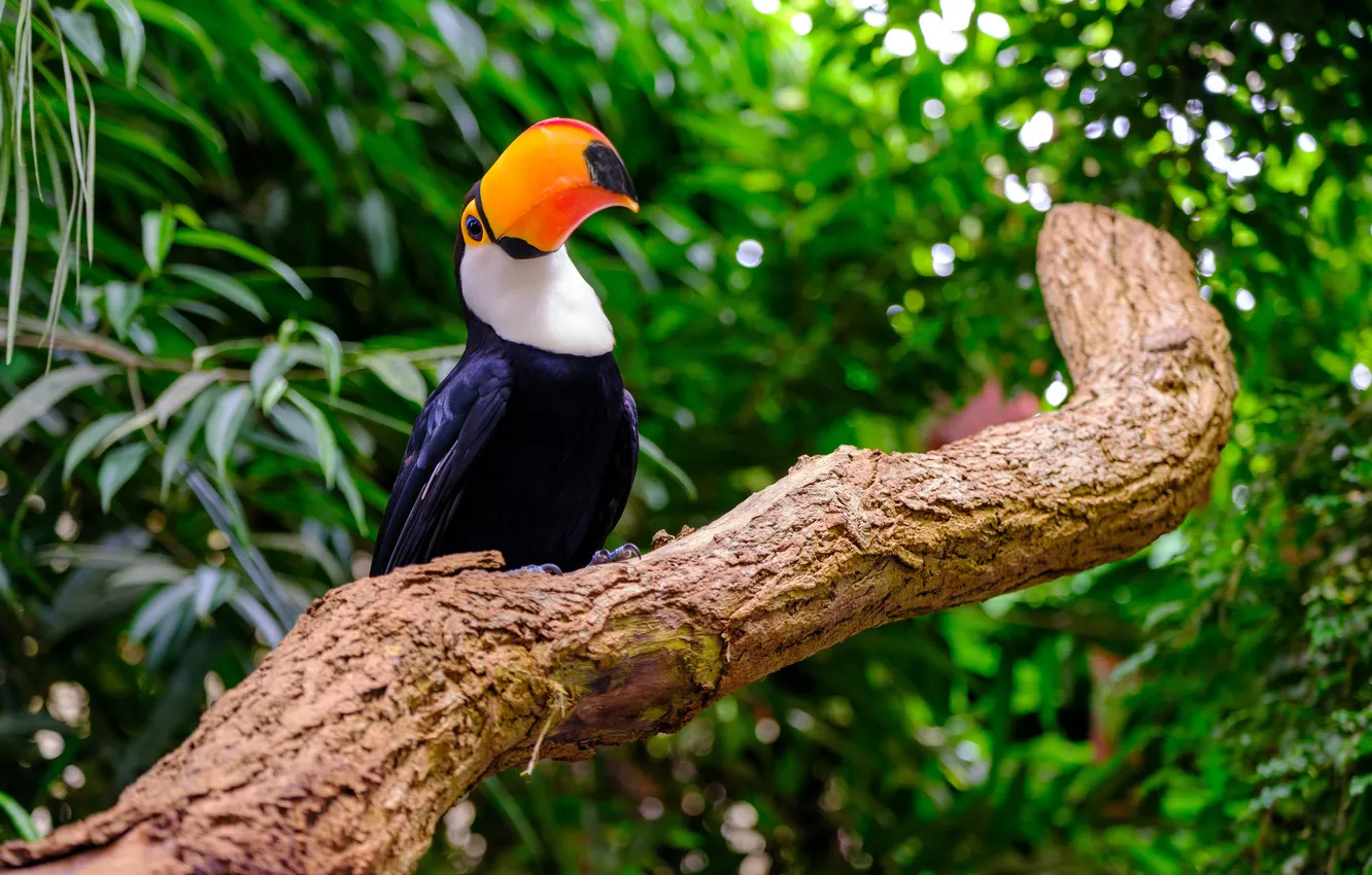 Photo wallpaper branches, bird, Toucan, toucan, South American Tropical Forests, Toko, Stump, Tropical forests of South America