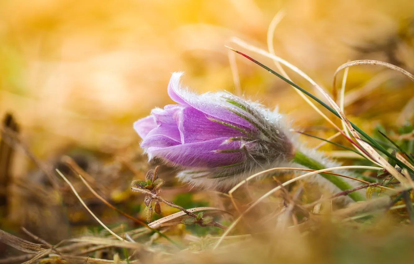 Photo wallpaper macro, flowers, nature, dream grass