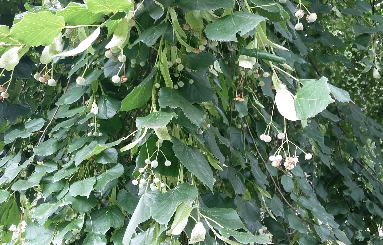 Photo wallpaper greens, summer, leaves, Ovary, Branch of Linden