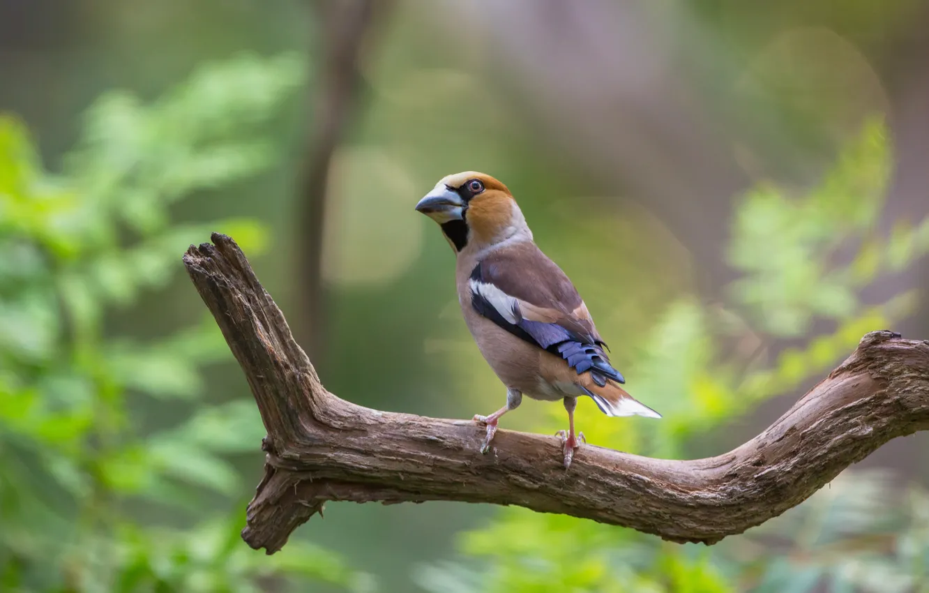 Photo wallpaper bird, branch, Grosbeak