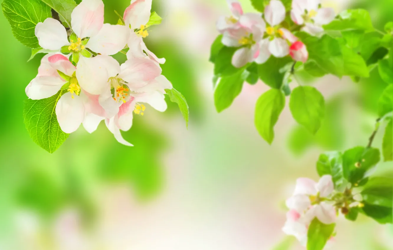 Photo wallpaper leaves, flowers, branches, blur, Apple