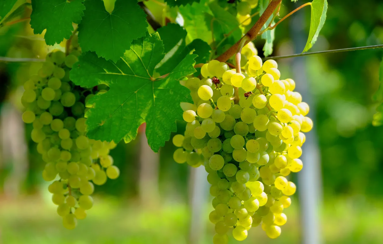 Photo wallpaper leaves, the sun, branches, grapes, bokeh, vine
