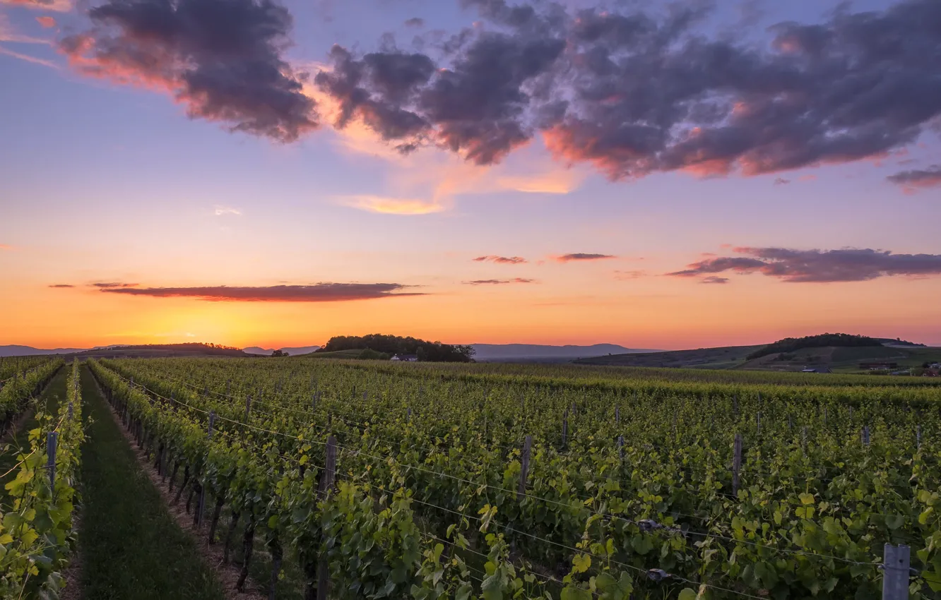 Photo wallpaper field, sunset, vineyard