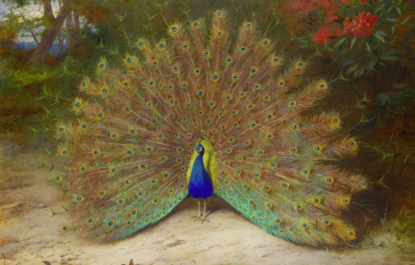 Photo wallpaper feathers, art, tail, peacock