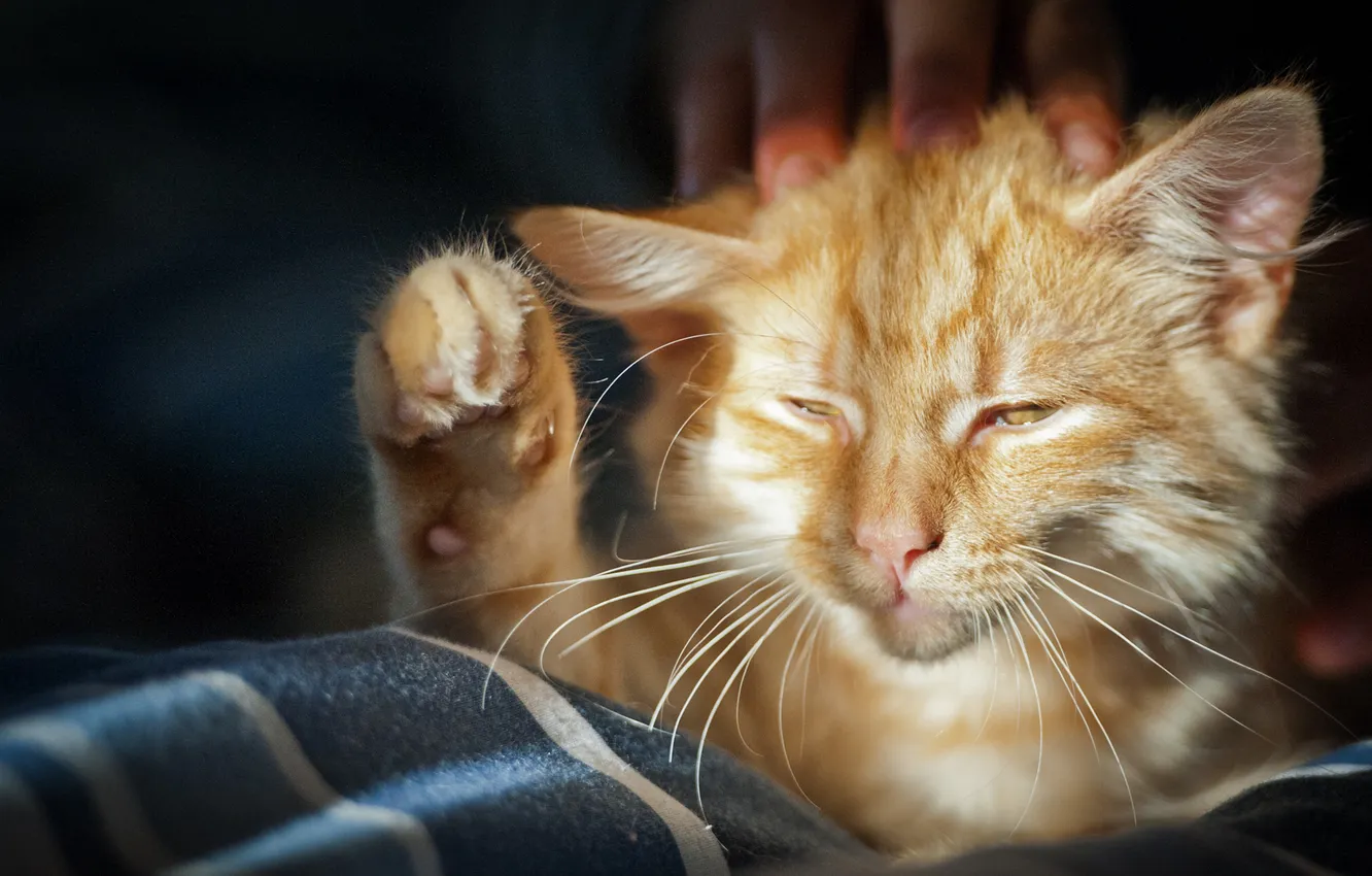 Photo wallpaper cat, red, squint