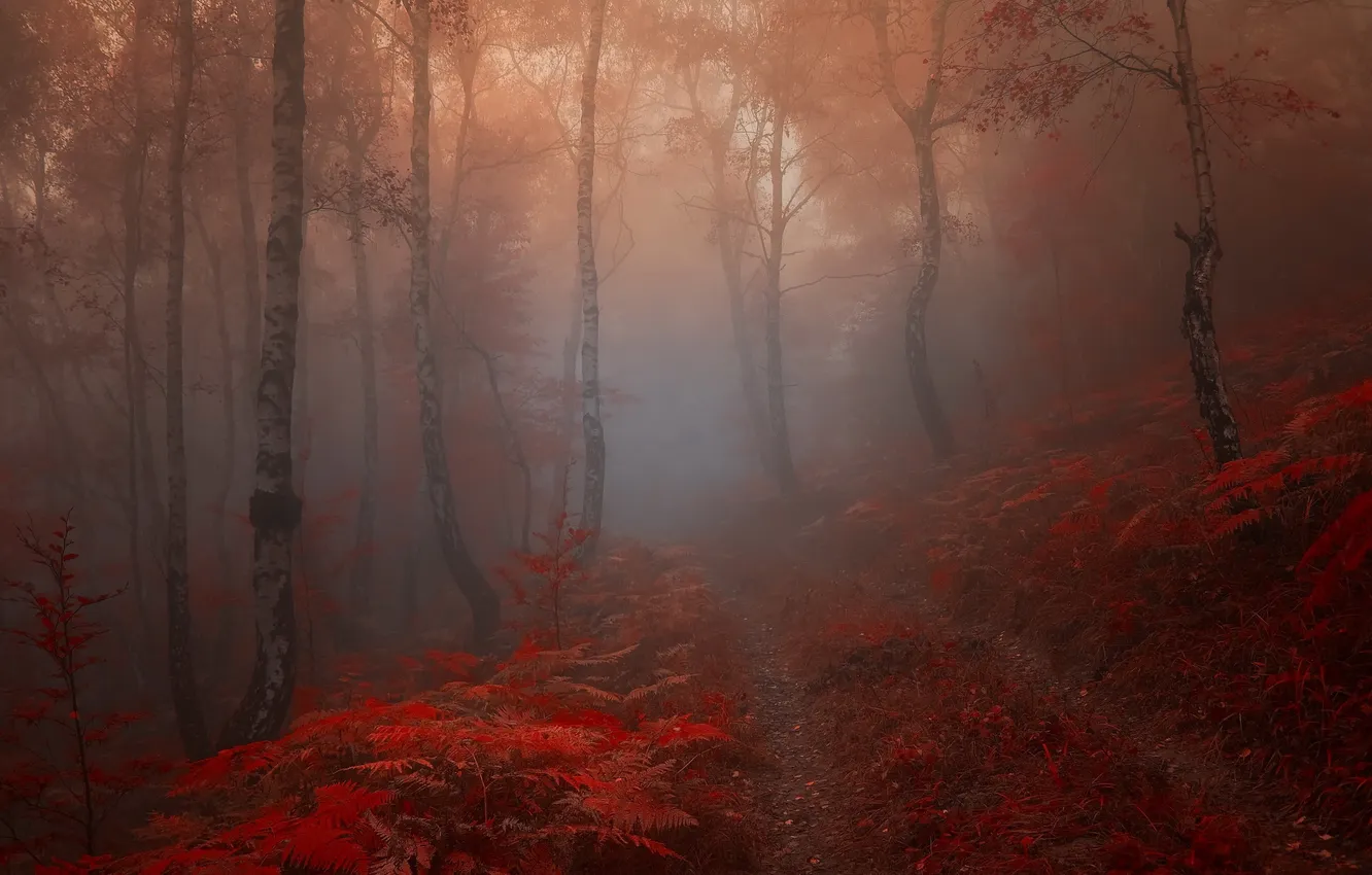 Photo wallpaper forest, landscape, nature, fog