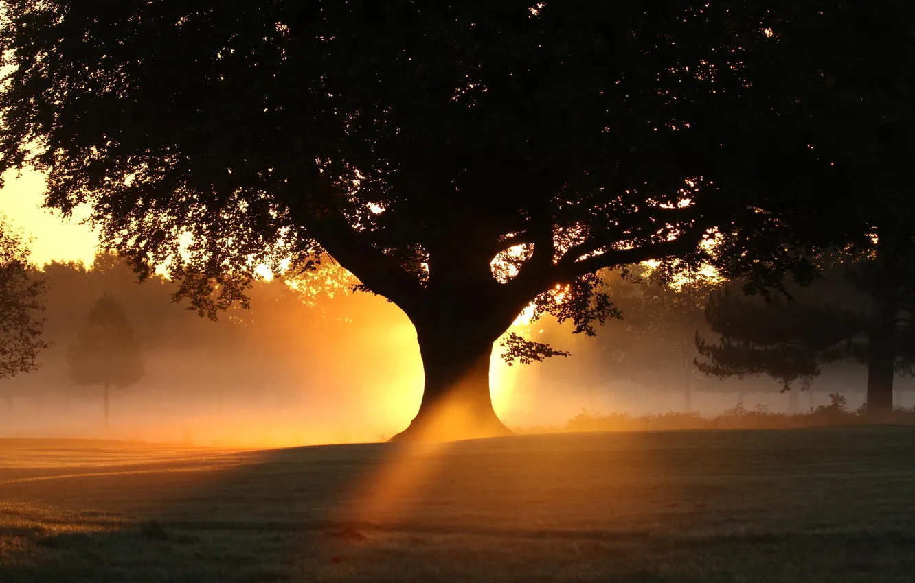 Photo wallpaper summer, light, trees, the evening