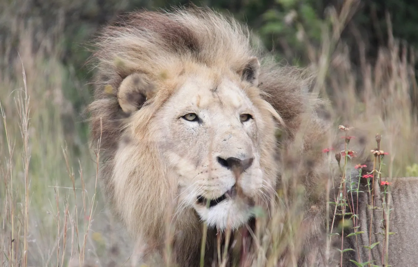 Photo wallpaper cat, grass, look, predator, Leo, mane