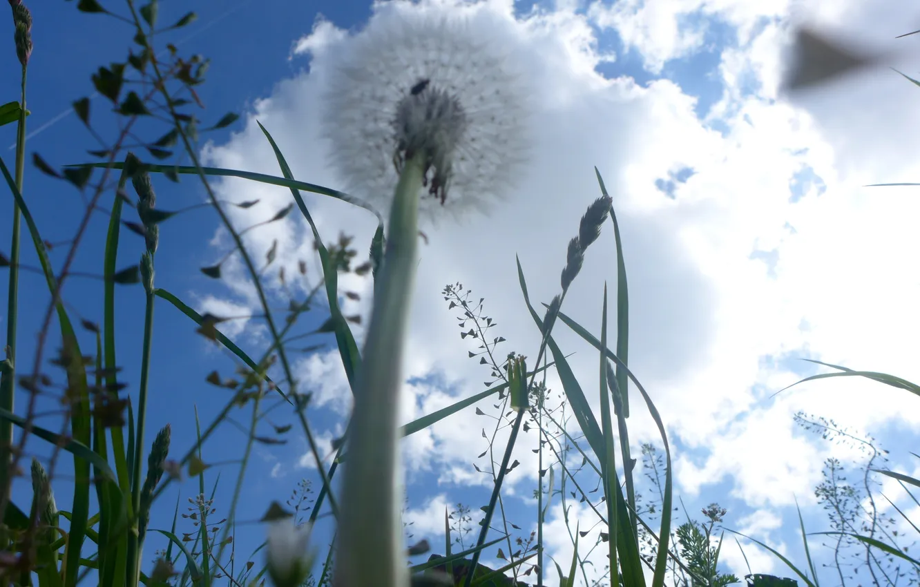 Photo wallpaper the sky, grass, clouds, macro, dandelion