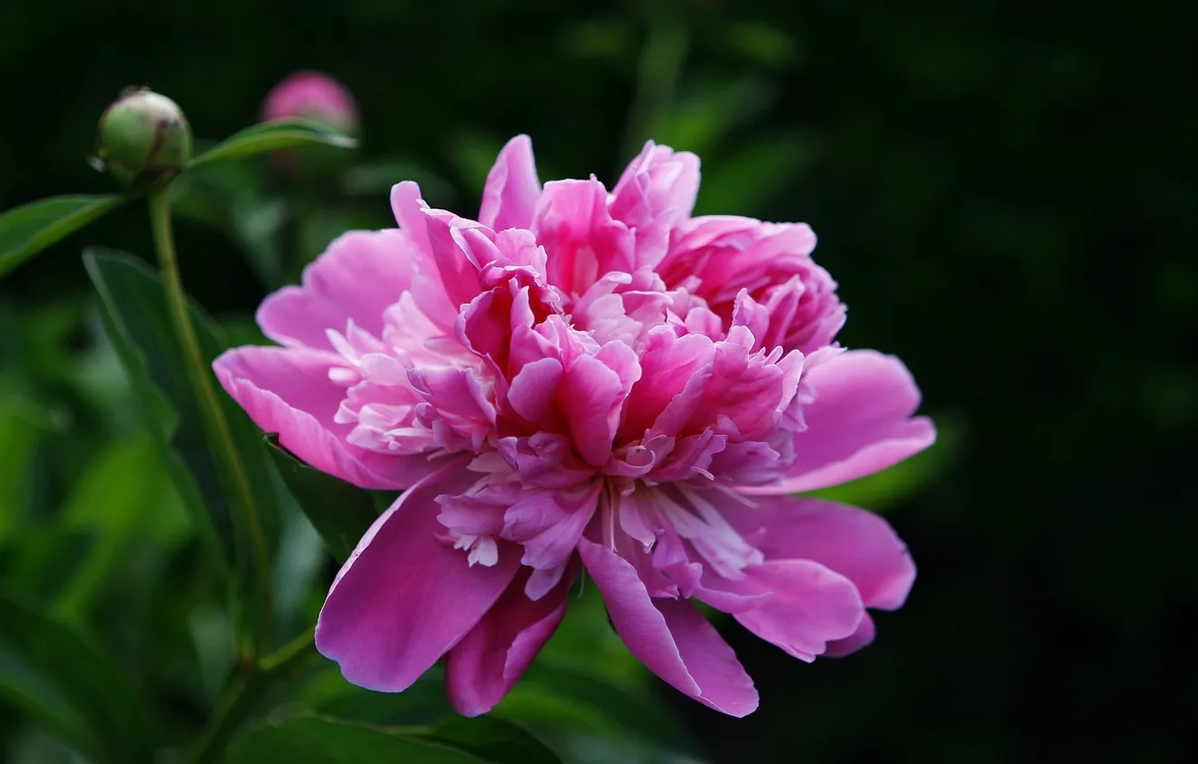 Photo wallpaper flower, pink, peony