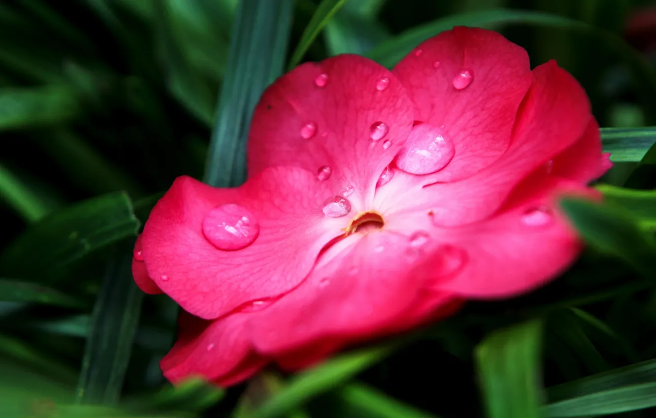 Photo wallpaper drops, flowers, nature, plant