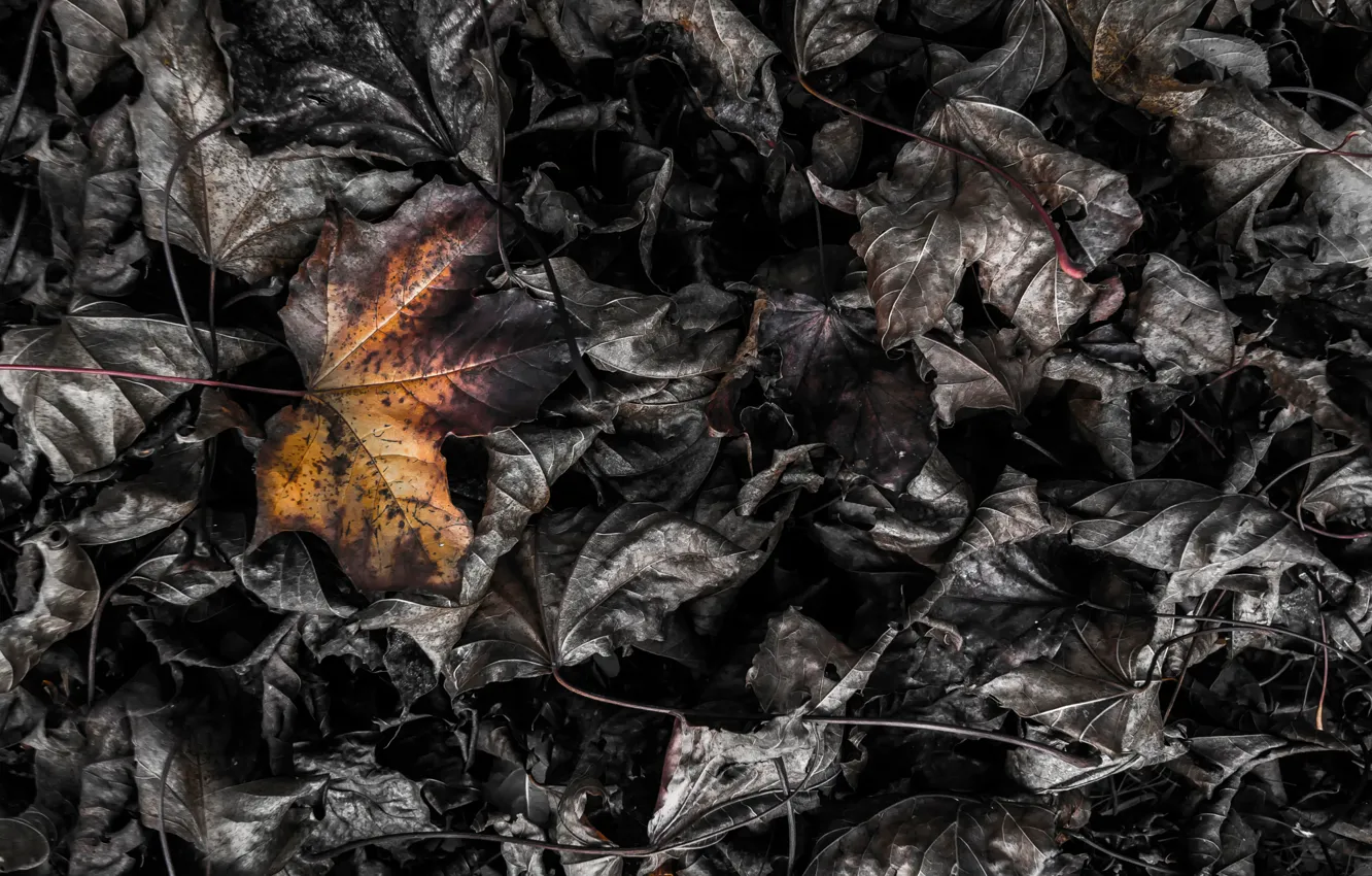 Photo wallpaper leaves, macro, burning leaf