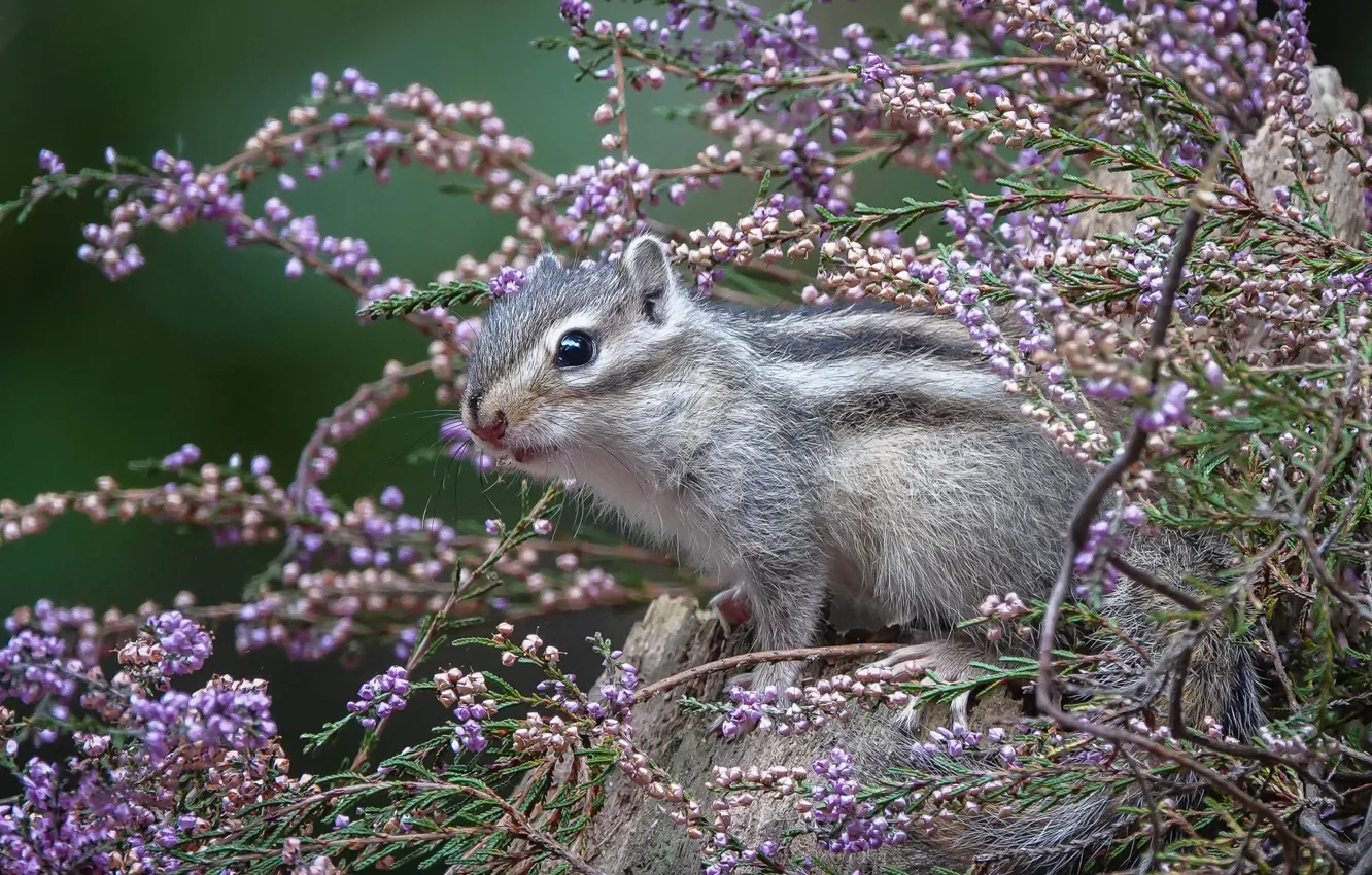 Photo wallpaper flowers, look, bokeh, face, Chipmunk, Heather