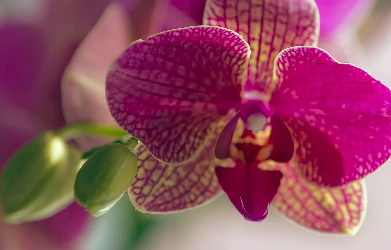 Photo wallpaper flower, petals, Orchid