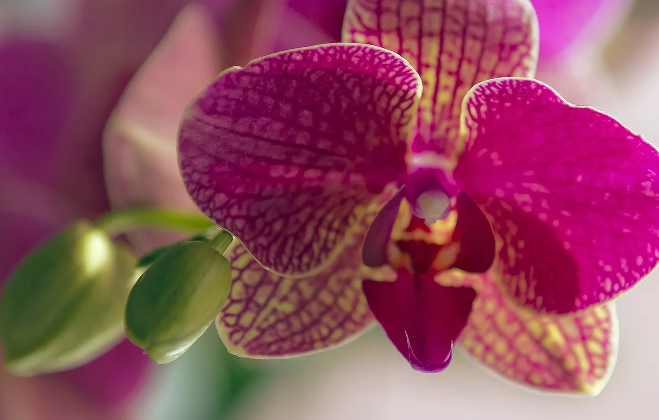 Photo wallpaper flowers, petals, Orchid
