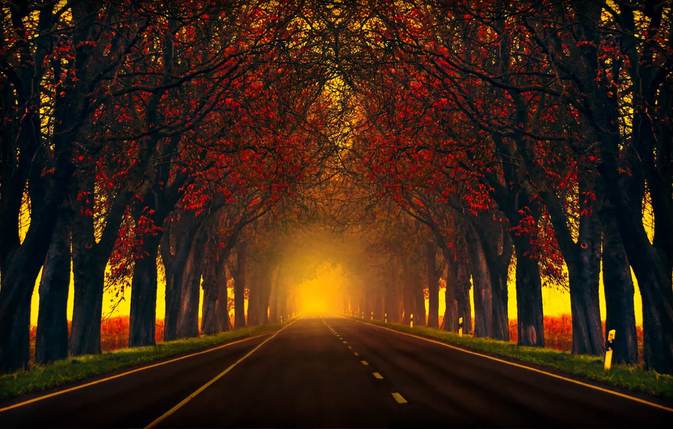 Photo wallpaper road, autumn, trees, nature