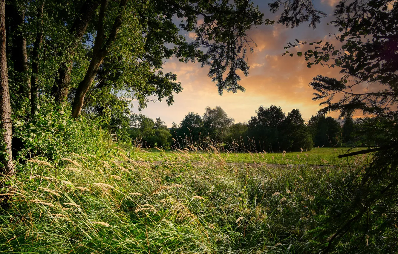 Photo wallpaper road, summer, grass, clouds, trees, nature, Park, branch