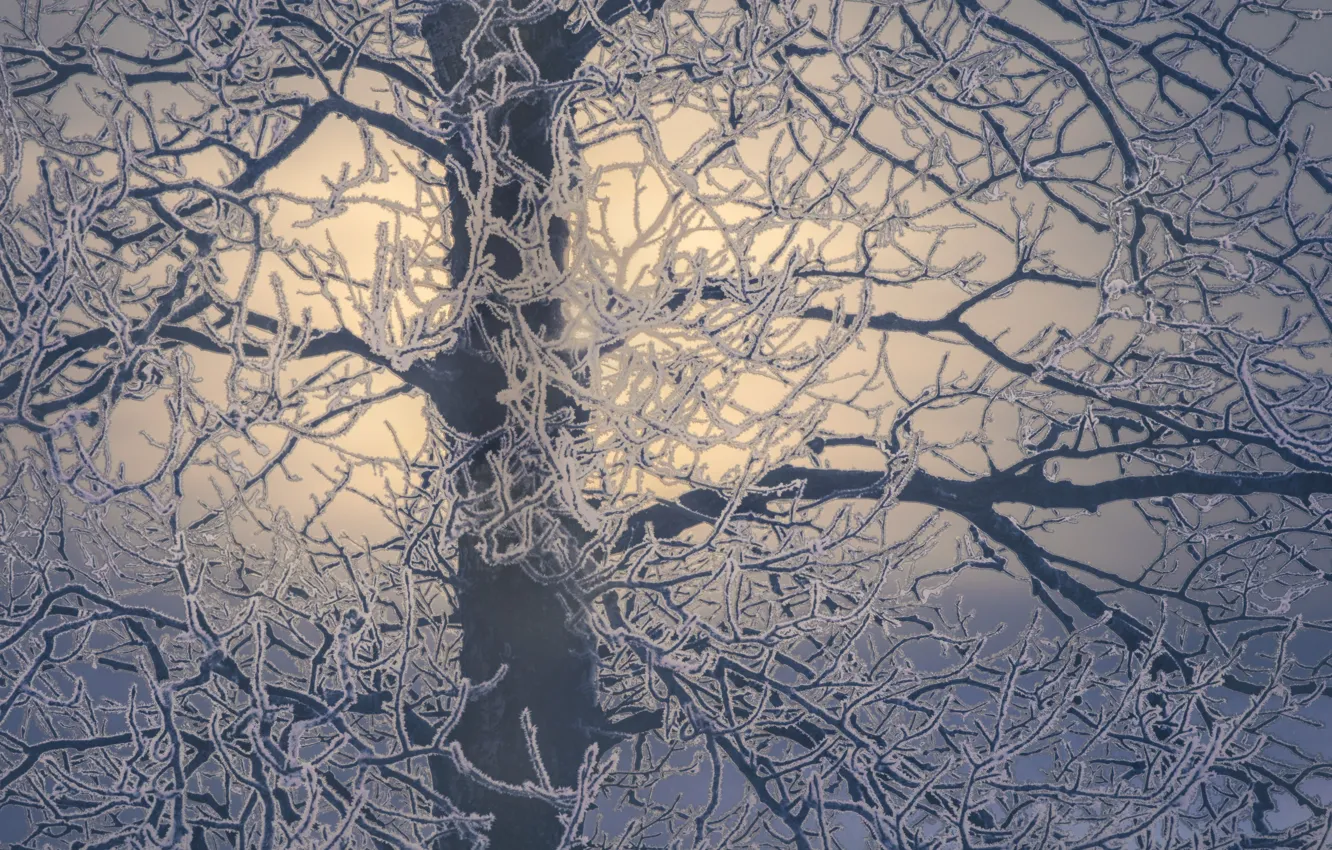 Photo wallpaper winter, branches, tree, frost, frost