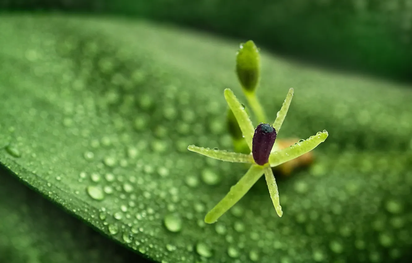 Photo wallpaper green, wet, Flower, photography, nature, leaves, macro, water drops