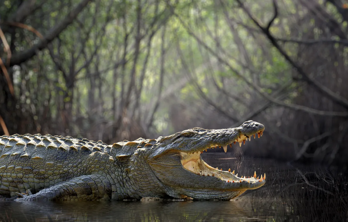 Photo wallpaper forest, crocodile, swamp
