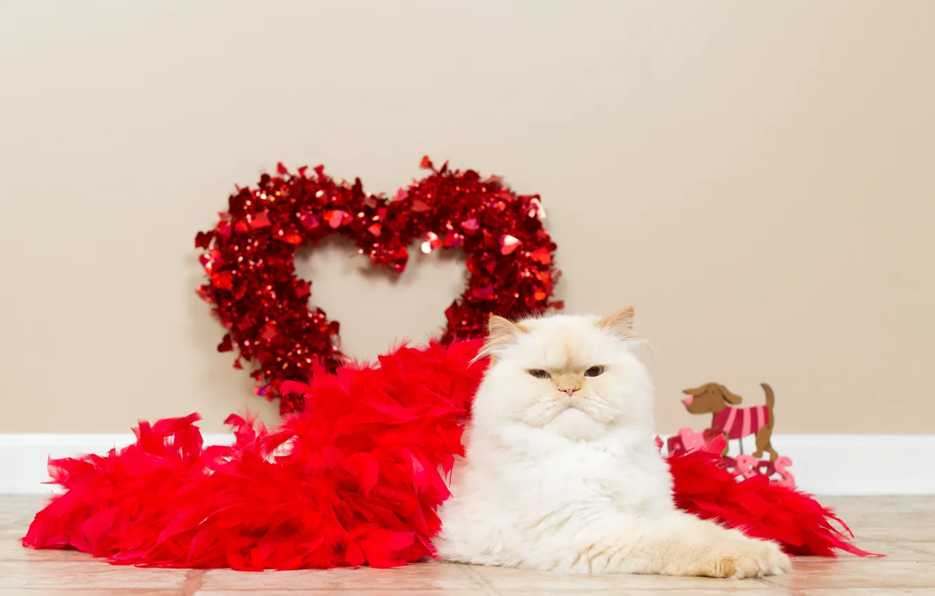 Photo wallpaper cat, white, cat, love, wall, toy, heart, feathers
