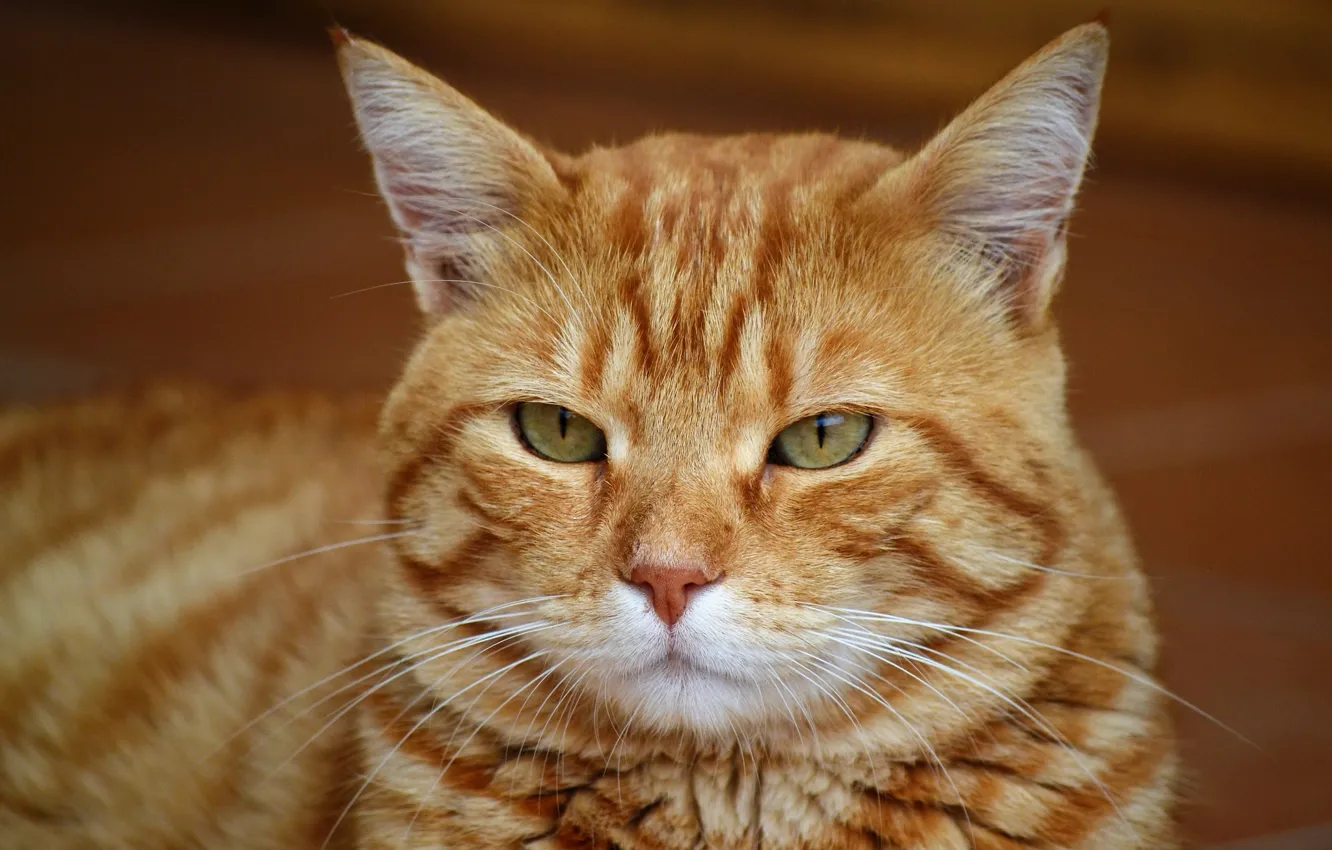 Photo wallpaper cat, look, face, background, portrait, red, striped, green-eyed