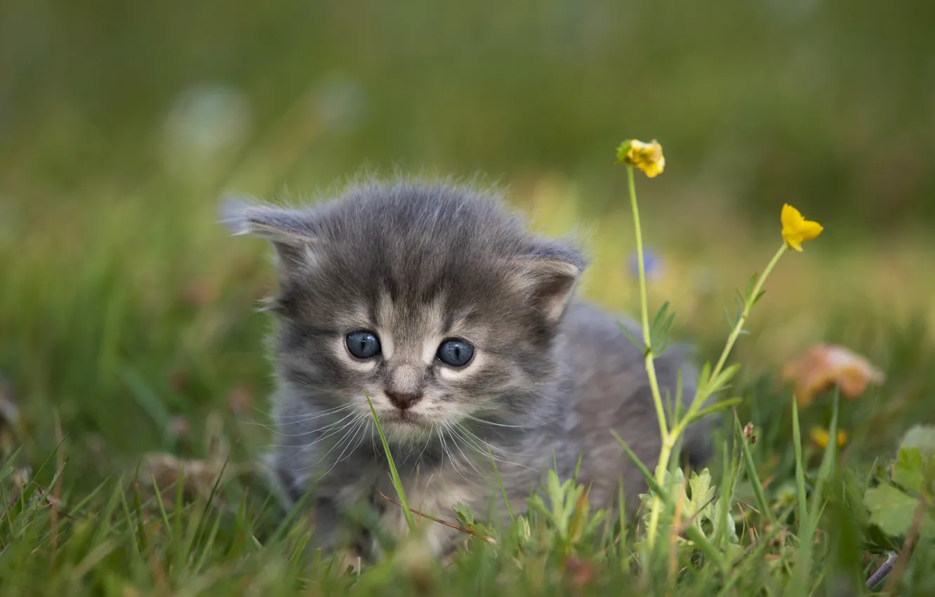 Photo wallpaper grass, grey, baby, walk, kitty